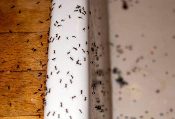 Best Cockroach Control Services  in Sisco Heights, WA